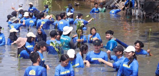 Adakan Kontribusi Sosial, Mahasiswa PMM 3 Inbound UPN Veteran Jawa Timur Tanam 1000 Bibit Mangrove